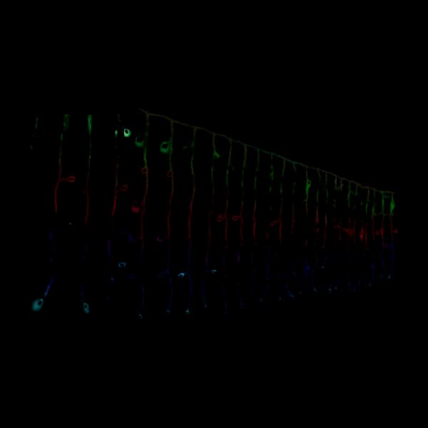 Conecto Isparkle WiFi Gardinlys RGB 120 LED